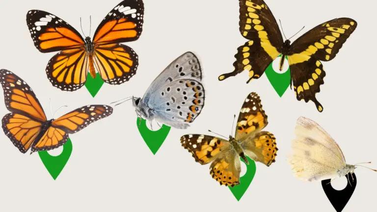 An illustration of butterflies on map points