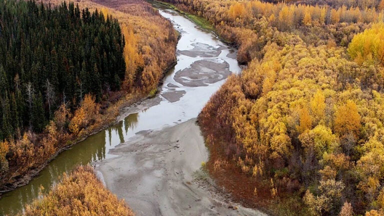 A 2022 drone image of the Yukon River and its floodplain downstream from Beaver, Alaska, shows accumulations of sediments, which harbor the toxic metal mercury.