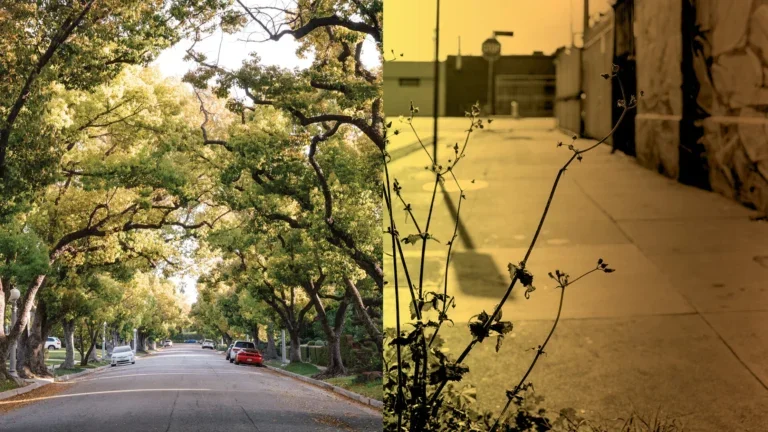 Two side-by-side photos of Los Angeles, one of a treelined street and the other of a street with concrete sidewalks and a dried plant in the foreground.