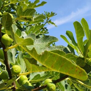 Close up of the limbs of a fig tree