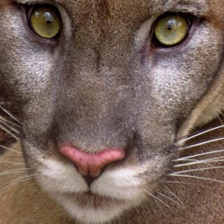 Closeup of a mountain lion's face. Photo