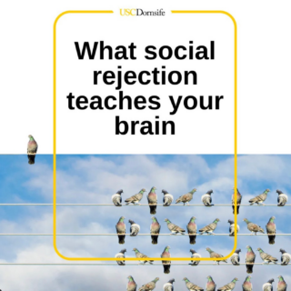 An image a pigeon perched away from another group of pigeons on telephone wire with superimposed text: What social rejection teaches your brain