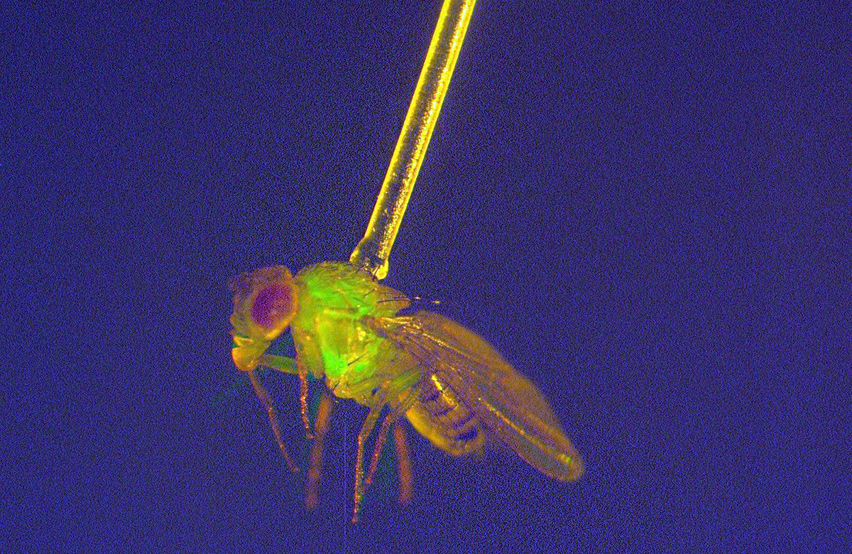 Everything You Need To Know About The Elusive Fruit Fly