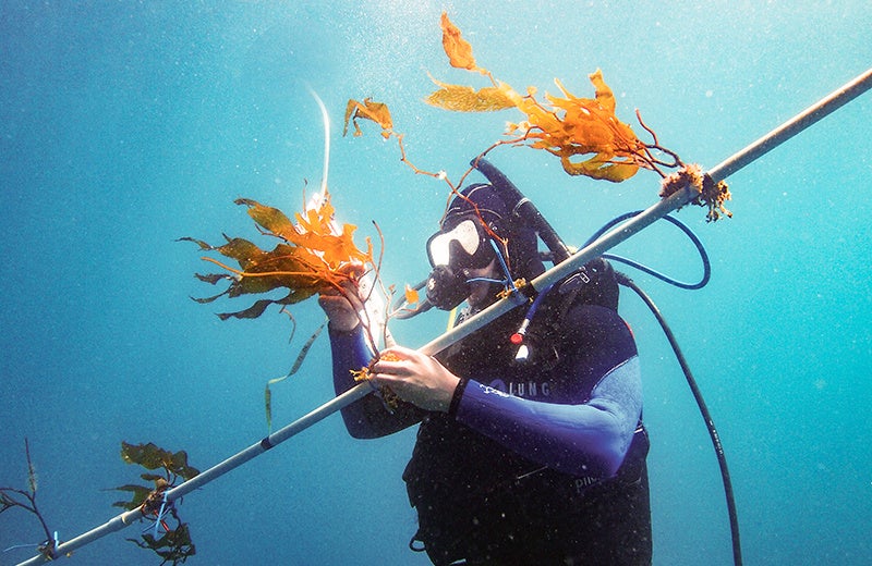 Kelp elevator' study shows promise for producing biofuel from
