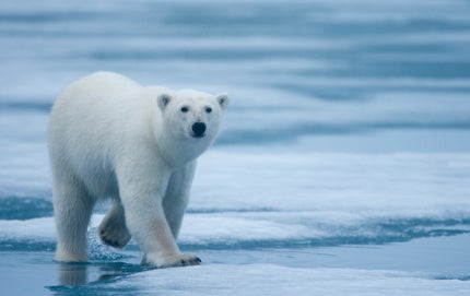 Biodiversity Targets for the Future