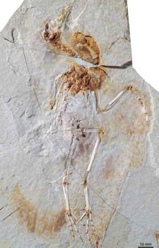 Photo of fossil of ancient bird in stone