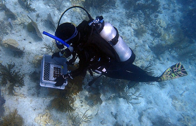 View looking down at a scuba diver over the sea floor holding a tray of small corals