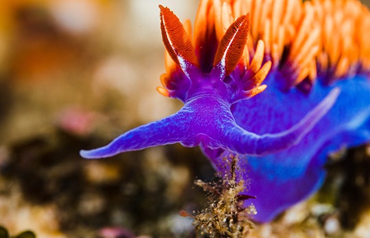 An underwater photo of a purple nudibranch with orange frills on its back.