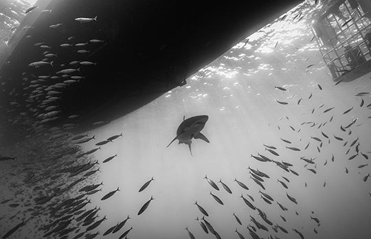 A black and white photo of a shark swimming beneath a boat surrounded by a school of fish.
