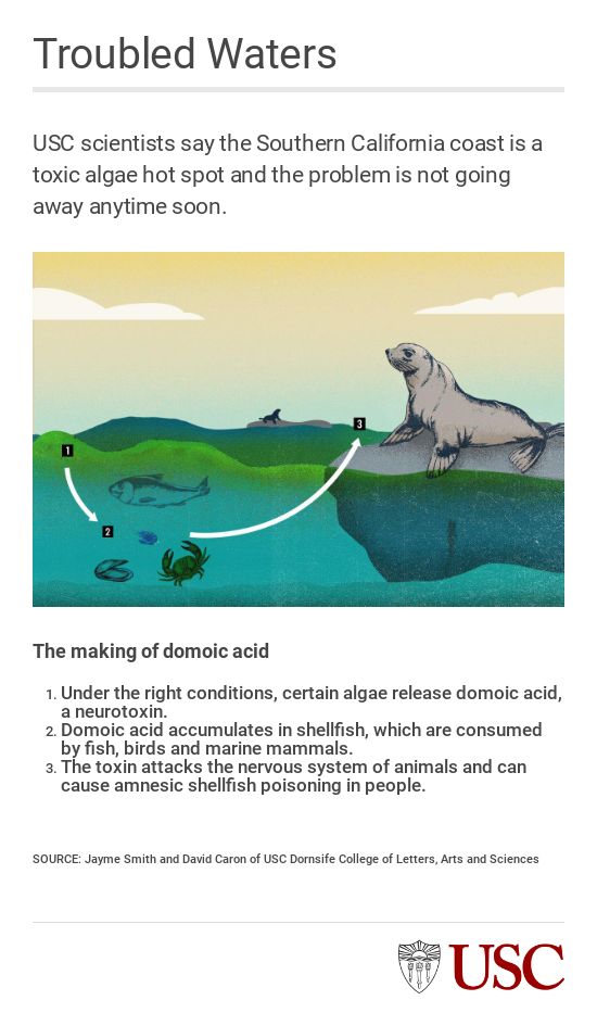 Infographic showing how toxins move from algae to animals