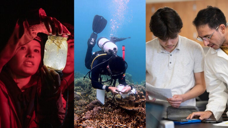 composite of a photo of students using a redlight to look at a seawater sample at night, a diver collecting coral samples from a reef, and a faculty member showing a student how to use a lab scale