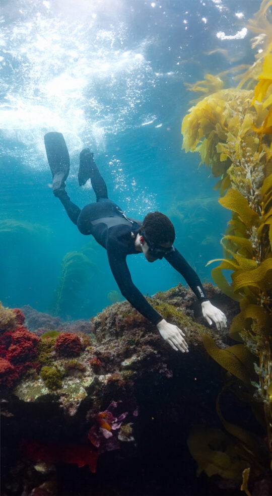 a student wearing a wetsuit freedives through the ocean toward a rocky reef covered in red and brown low-growing algae