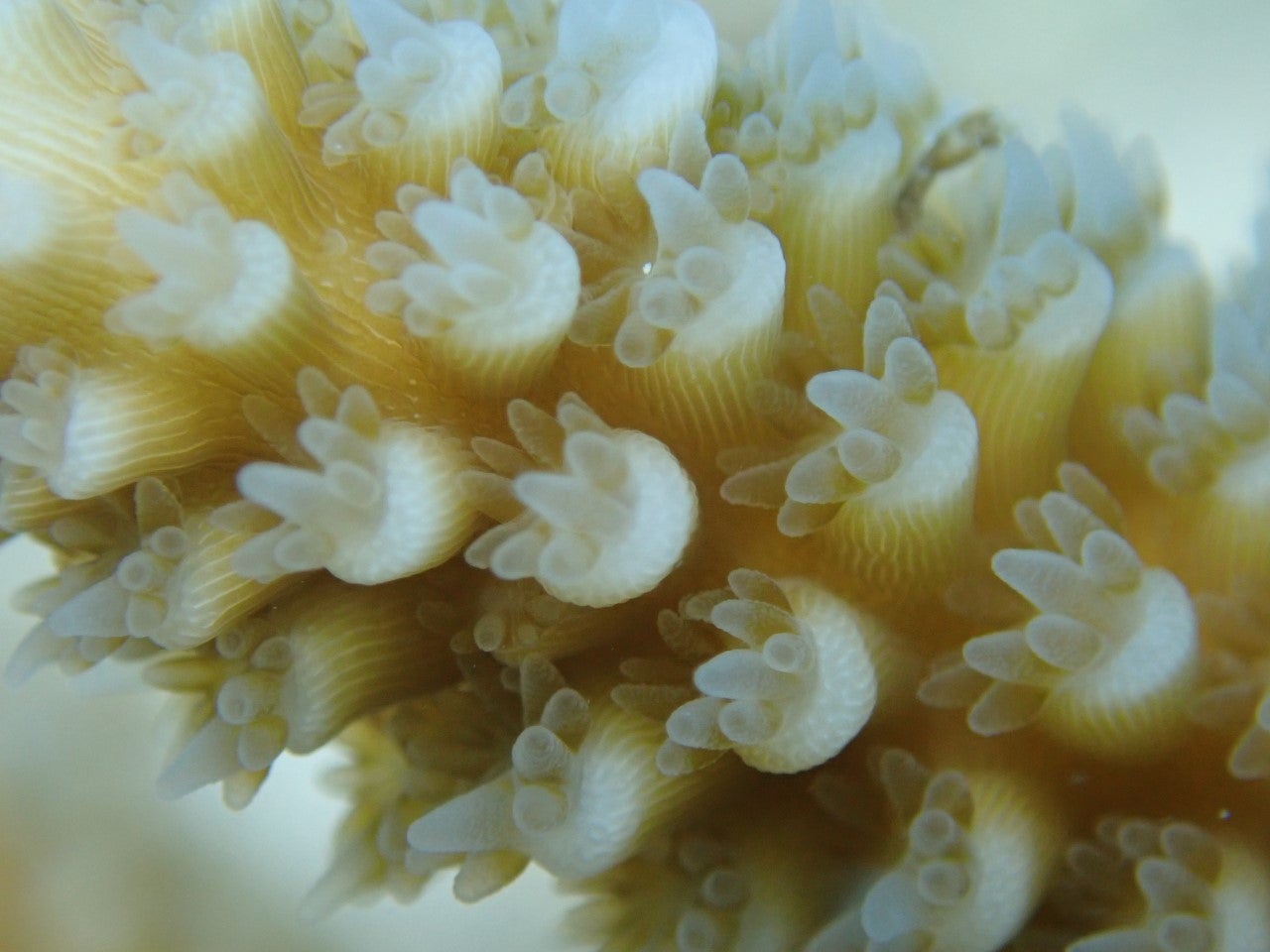 Biological Sciences professor works with Wrigley Institute to protect
