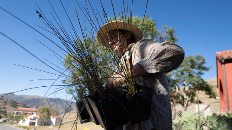 Olivia Heffernan wears a hat and carries pots of spiny rush