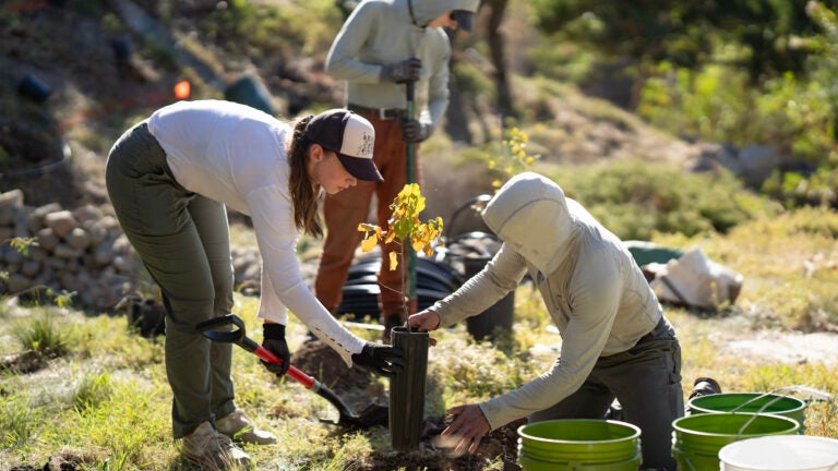 Two students are planting different items using shovels and buckets