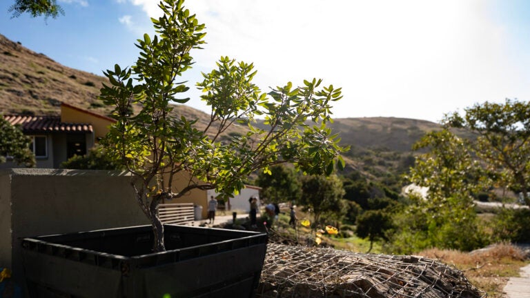 A picturesque angle of the Green ravine with native plants featured and Catalina's rolling hills in the background