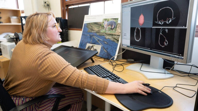USC Dornsife Ph.D. student Kimberly Schoenberger looks through some of the models she's made using CT scans and measurements of fox skulls on a computer screen