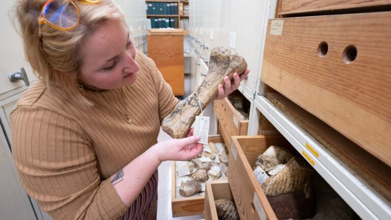 Schoenberger checks the label on a fossilized dwarf mammoth leg bone while other drawers full of fossils are open in a narrow hallway