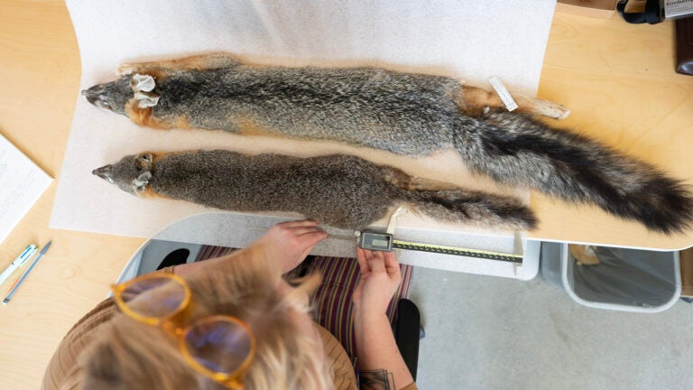 An overview shot of Schoenberger takes measurements from Channel Island fox (bottom) and mainland gray fox (top) pelts