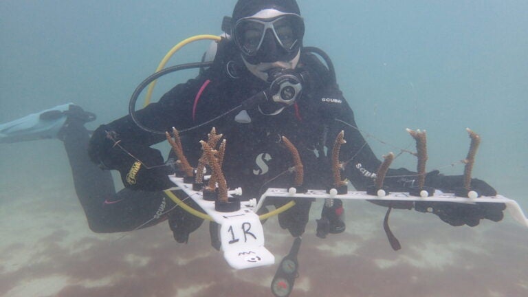 a scuba diver near the ocean bottom holds a white plastic rack of brown staghorn corals