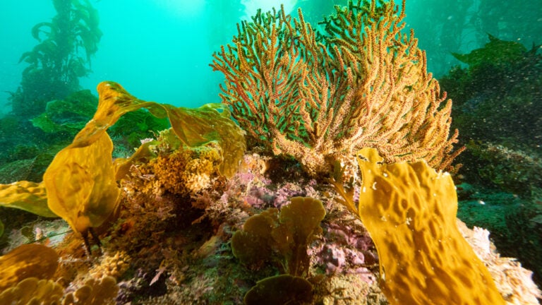 an underwater scene showing corals of various shapes and sizes, as well as macroalgae and rocks