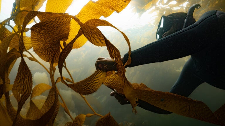 a swimming wearing a wetsuit, large swim goggles, and a snorkel reaches for a large kelp plant underwater