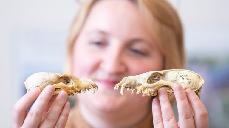 Schoenberger holds up a smaller Channel Island fox skull (on left in photo) and a larger mainland gray fox skull (on right in photo) to demonstrate the size difference