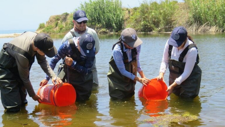 While a wildlife officer supervises, four people in waders use orange buckets to help in the rescue of at-risk fish species