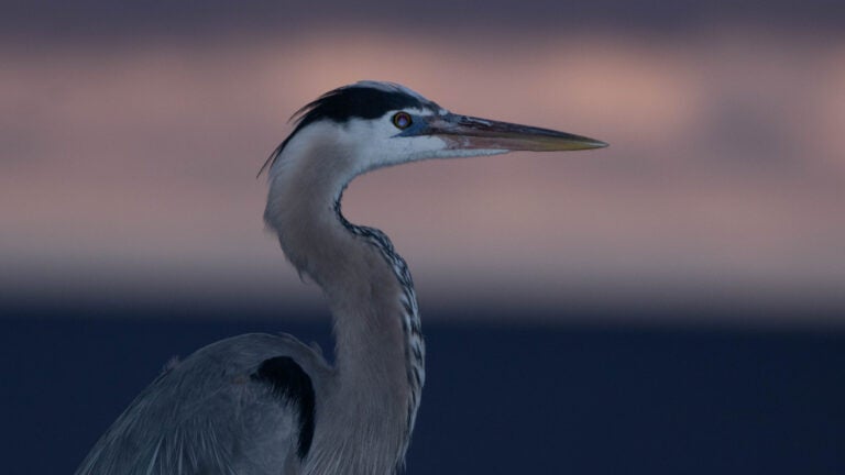 a great blue heron at twilight