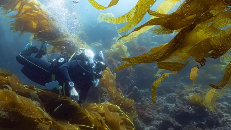 a scuba diver swims through a kelp forest off Catalina Island