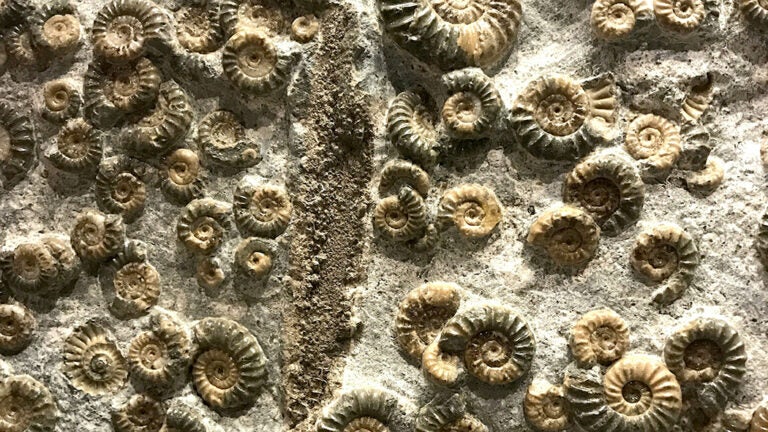 closeup of shell fossils in tan stone (Photo by Gabi Scott on Unsplash)