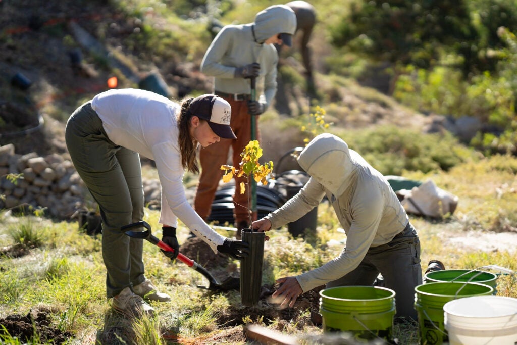 people plant a tree in a grassy ravine as someone digs a hole in the background