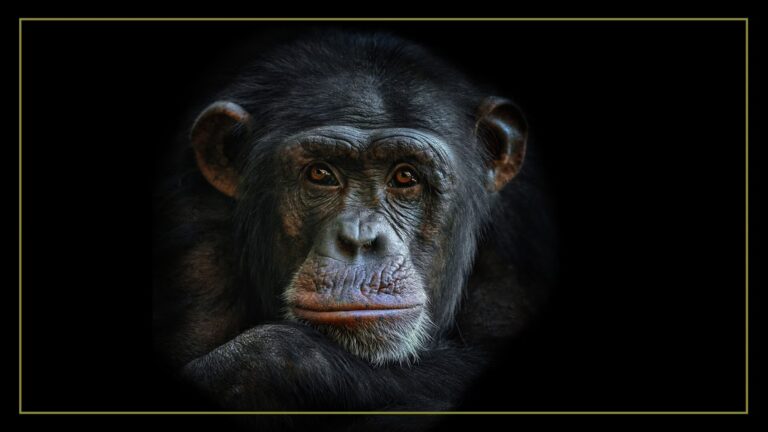 an adult chimpanzee rests its chin on its hand as it stares pensively into the camera