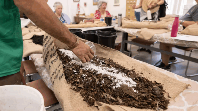 a person scatters small white granules over mulch spread across a burlap bag