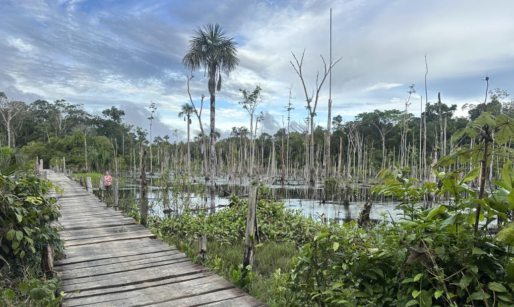 degraded forest